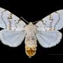 The gypsy moth, Lymantria dispar, an invasive species native to Europe (photo by Didier Descouens, CC BY-SA 4.0)