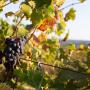 An Ontario Vineyard