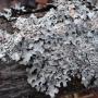 Parmelia sulcata, a type of lichen found in Guelph city parks (photo by J. Opiola)