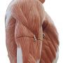 image of human torso without skin depicting muscles