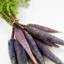 purple carrots