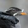 A rhinoceros auklet (photo credit: Dick Daniels CC BY-SA 3.0)