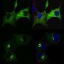 Microscopic imaging of Shc proteins in a cell