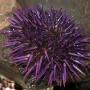 Sea Urchin