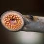 The invasive sea lamprey, Petromyzon marinus (photo by NOAA Great Lakes Environmental Research Laboratory, CC BY-SA 2.0)