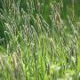 Plants such as Timothy Grass that “move” in the wind capture more pollen than stationary plants (photo by Sparkleice, CC BY-NC-ND 2.0)