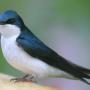 Tree Swallow