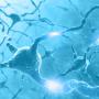 brain neurons
