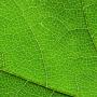 A closeup of a green leaf