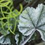 generic picture of a plant