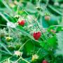 Wild Strawberries