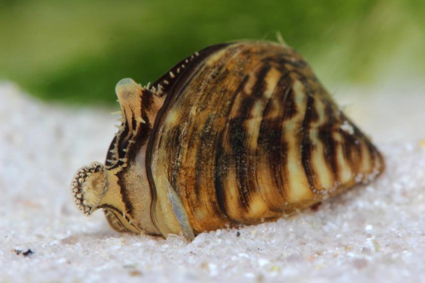 Zebra mussel on white sand