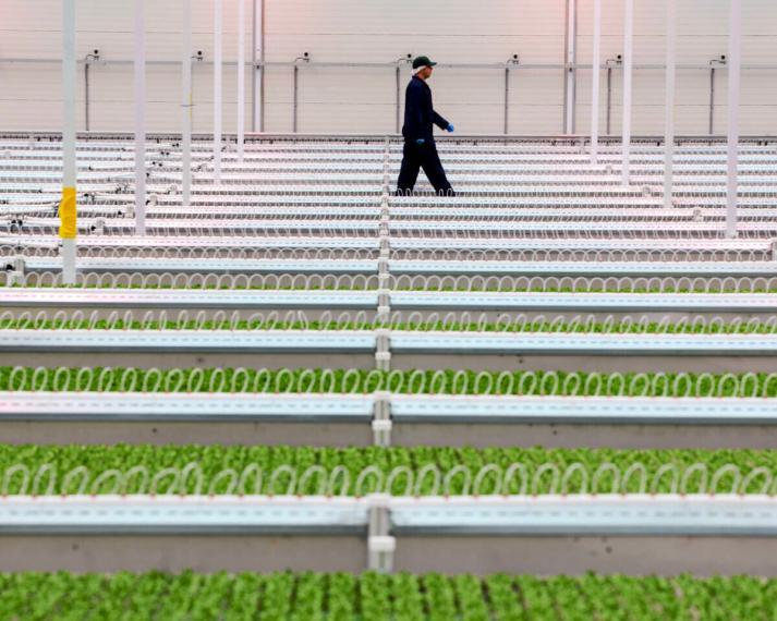 A person walking in the back of a greenhouse.