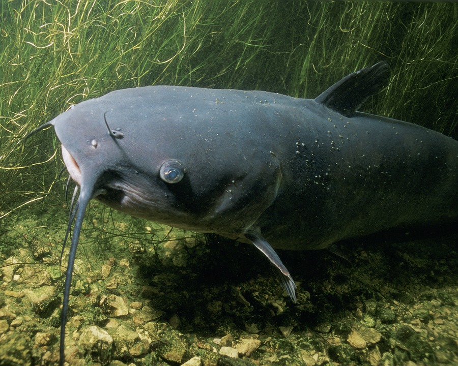 Decorative image of a catfish underwater