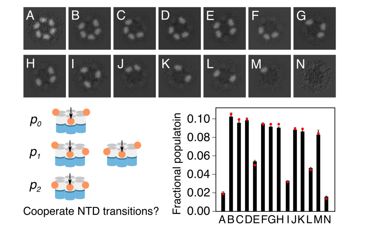 Image showing p97 mutant under a cryo-electron microscope