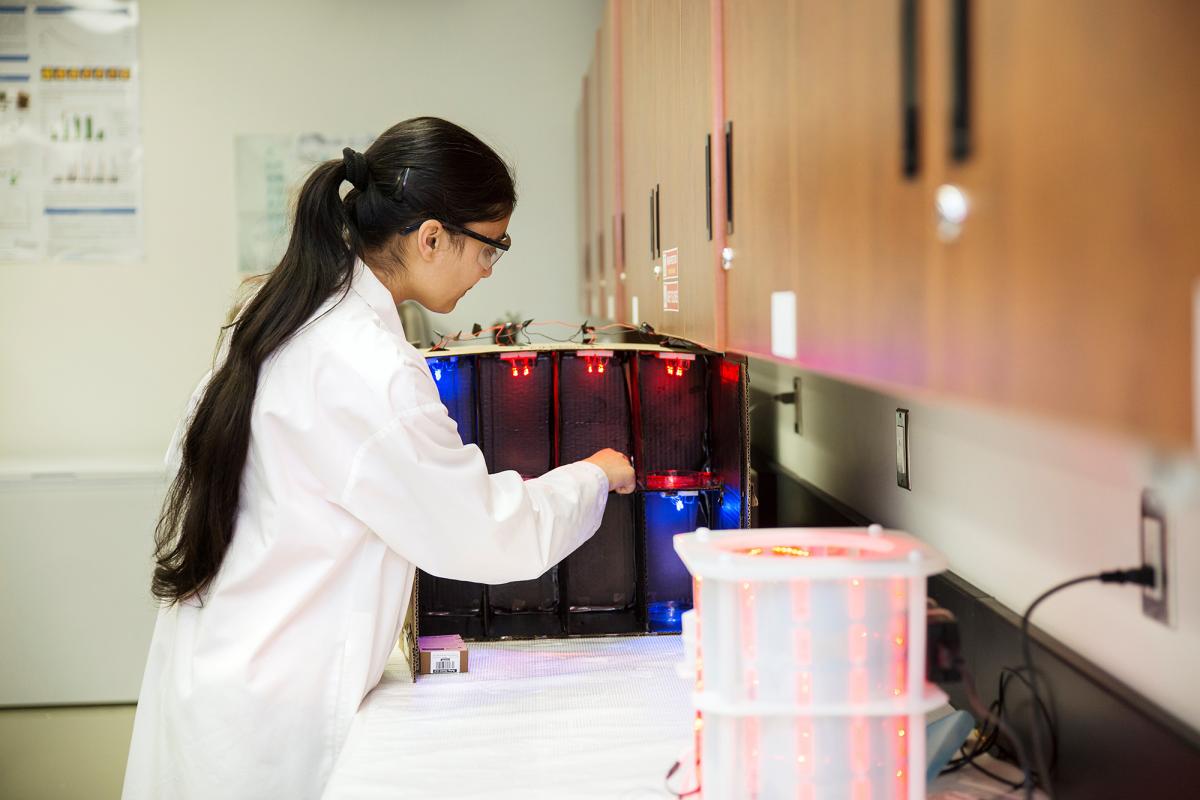 Ramandeep Kaur Sandhu in the laboratory working on a postharvest system that makes use of light emitting diodes