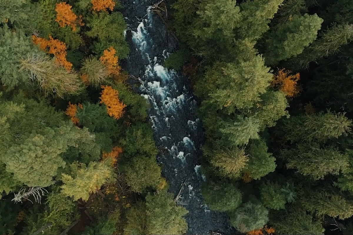Overhead shot of river with trees