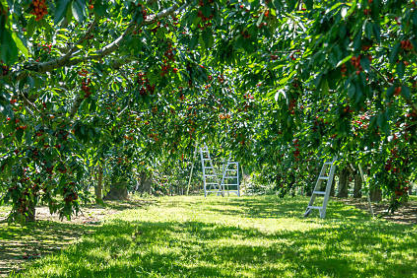 image of cherry trees with ladder seen in the back