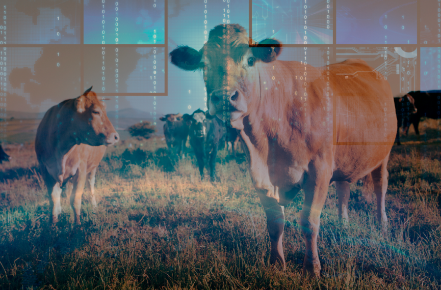 Composite image of cow herd with computer data overlaid