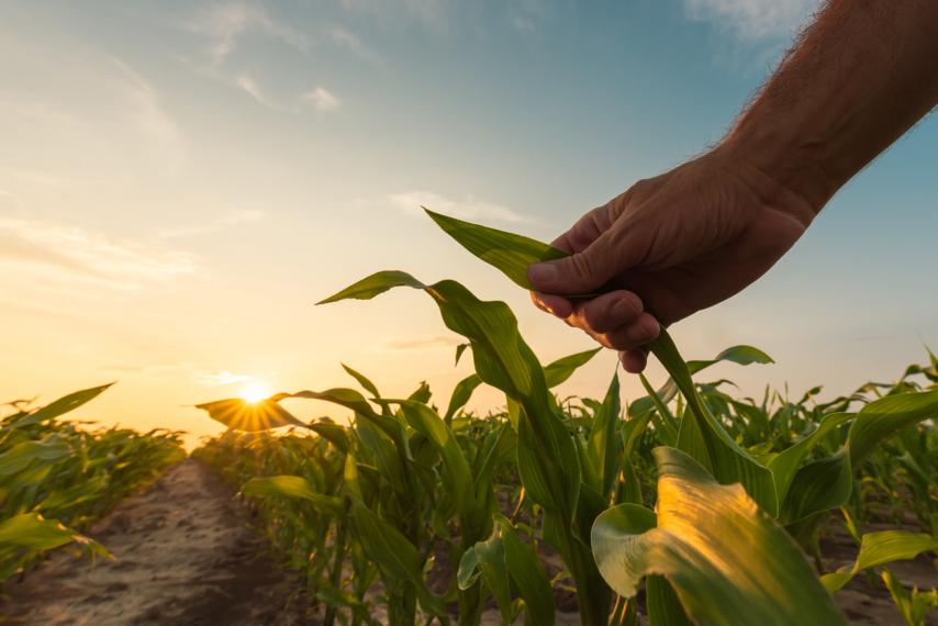 Image of person holding corn in field