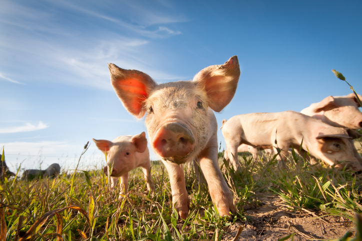 Stock image of pigs in field with blue sky in background