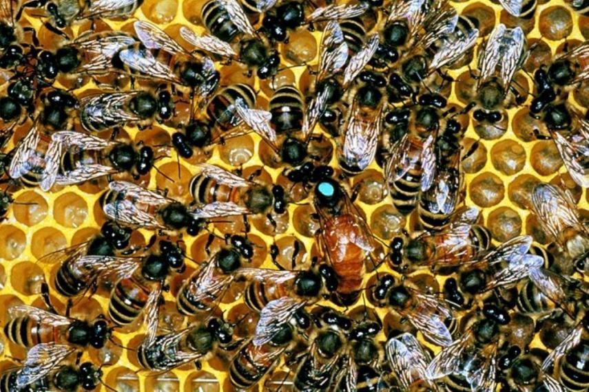Close up photo of a colony of bees in a hive