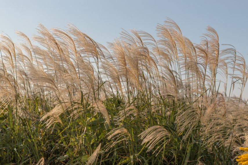 Wild grasses blowing in the wind.