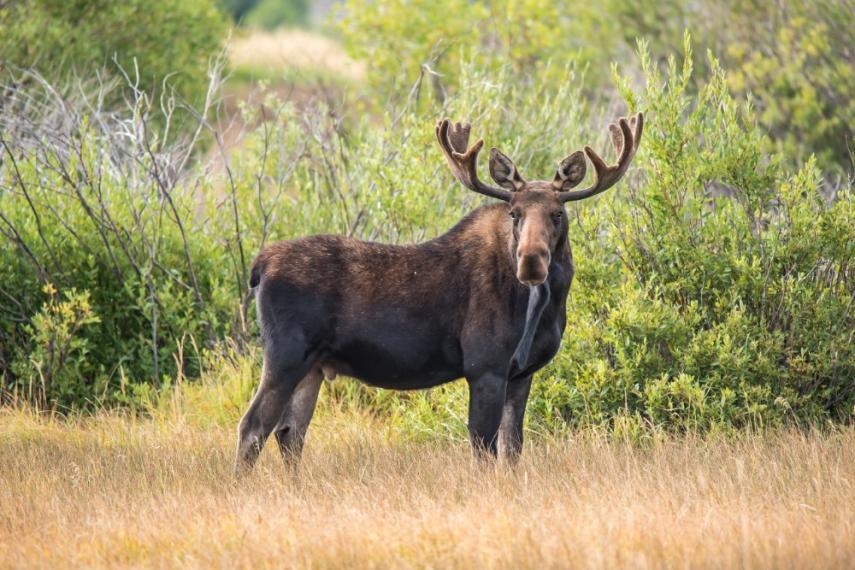Bull moose standing in a clearing with bushes behind him