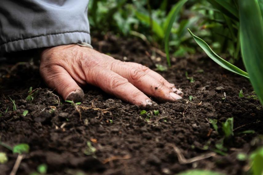Photo showing a person's hand placed on top of soil on the ground.