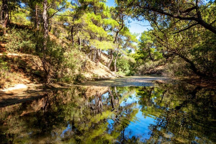 Freshwater lake surrounded by forest, with forest reflecting in the clear waters.