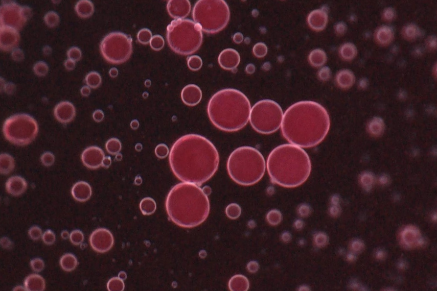 A microscope image of droplets containing pollutants separated from a water mixture.
