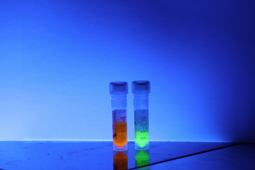 Two test tubes of DNA lit up fluorescent orange and green. 