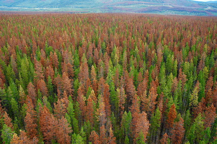 View above the top of a forest with trees of various colours. 