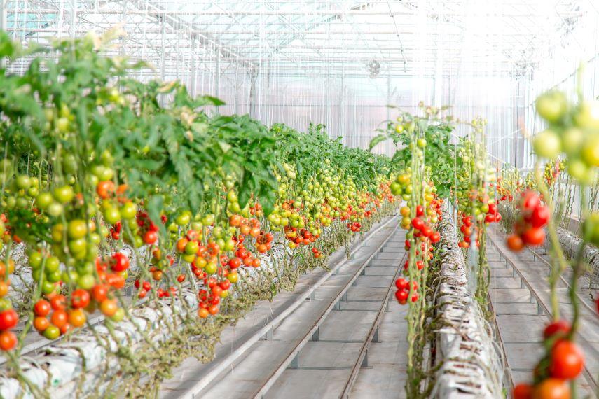 A greenhouse growing tomatoes