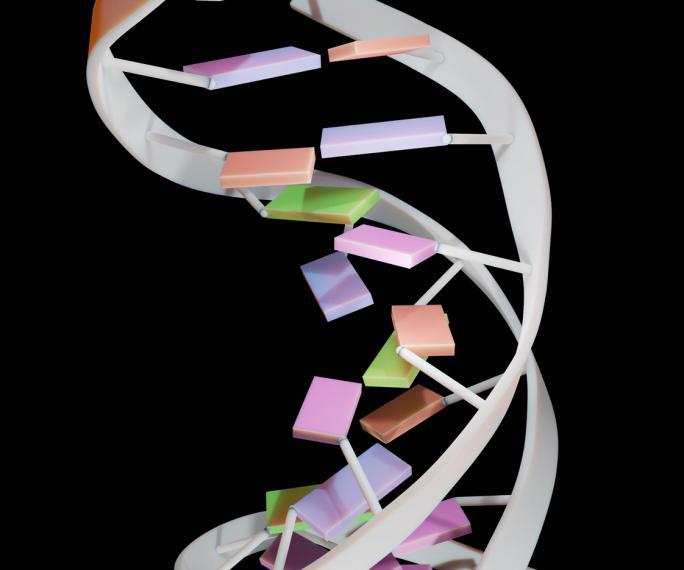 Nucleic acids DNA strand