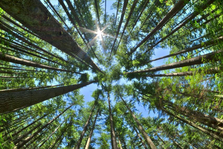 Image of tree grove looking up from ground towards sky