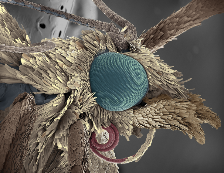 Close-up image of a moth's eye