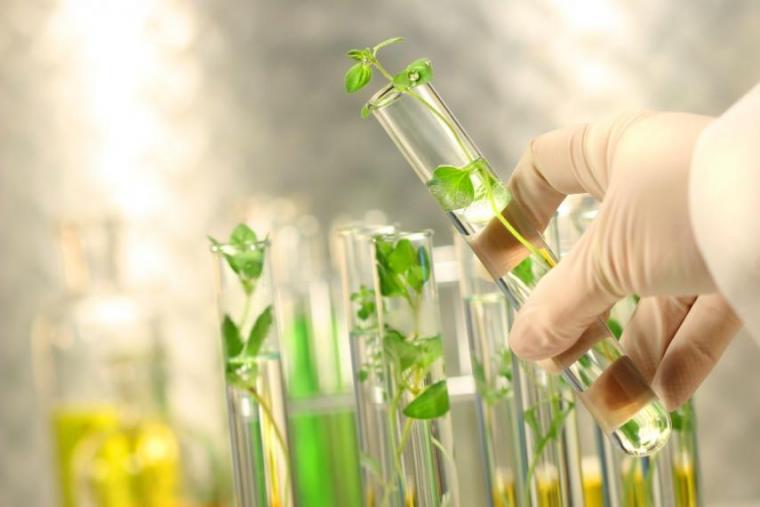 Hand holding a test tube that has plants growing inside. Background shows additional test tubes with plants growing inside them.