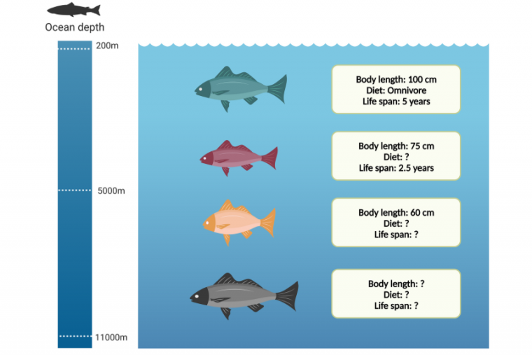 Example of the missing data problem, showing various fish sizes and ocean depth chart