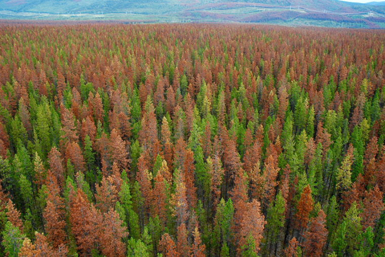 View above the top of a forest with trees of various colours. 