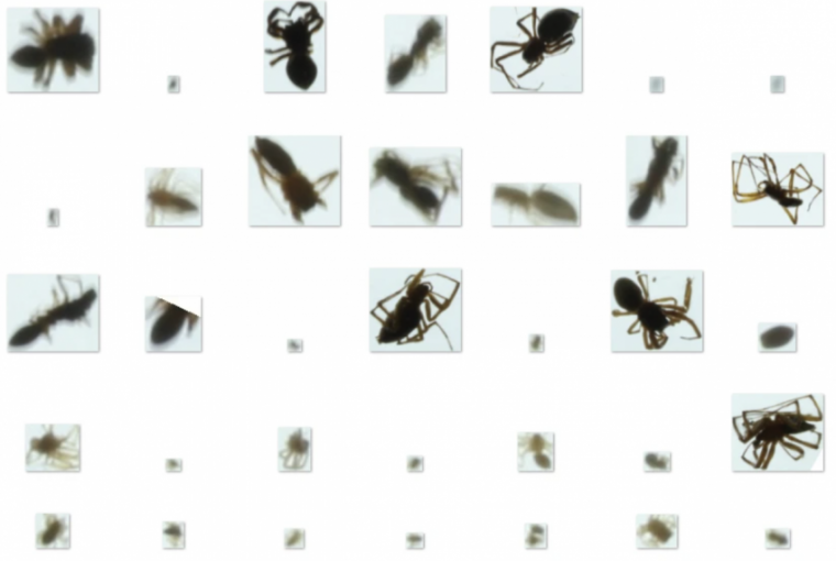 Image of insects 