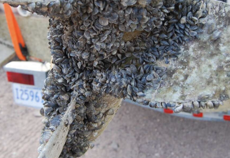 Image of mussels on boat