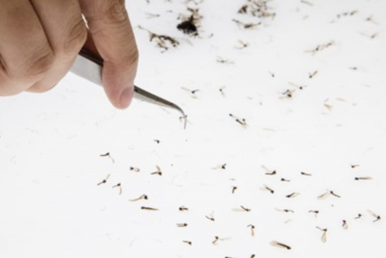 Many dead mosquitos on a white surface with one hand picking one up with a tweezer. 