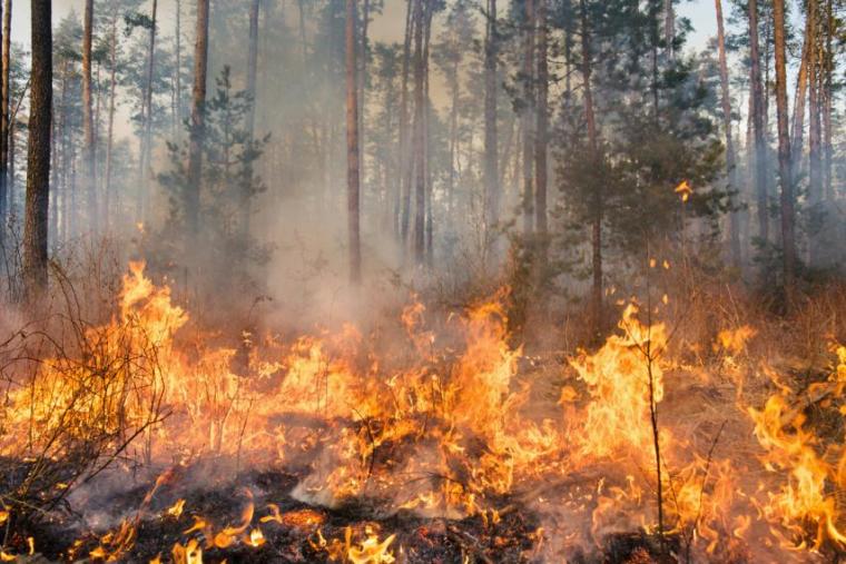 Image of a wildfire in a forest