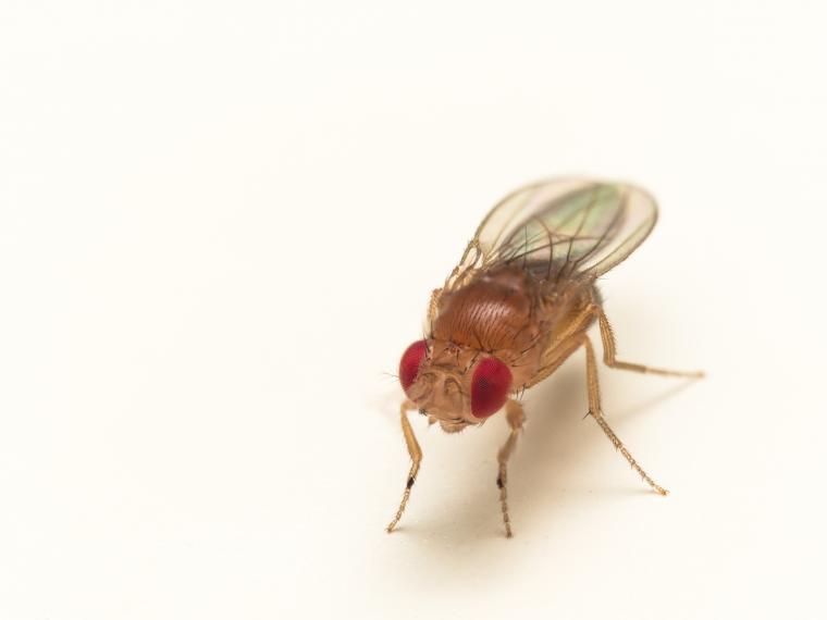 Close-up of a fruit fly