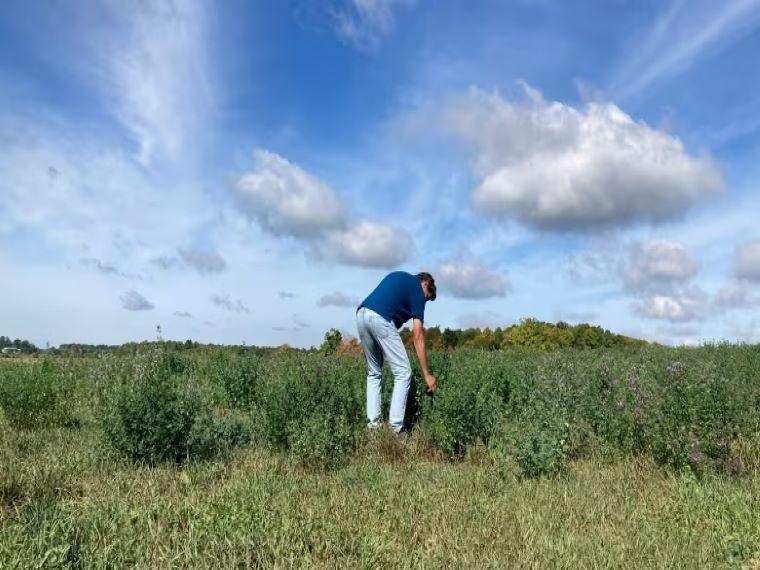 A man leans over in a green grassy field to touch a small grassy plant