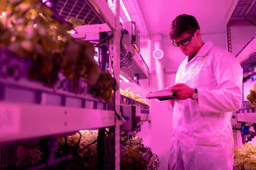 Researcher wearing personal protective equipment and looking at notes in purple-hued greenhouse room