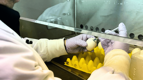 Scientist is injecting an egg using a syringe.