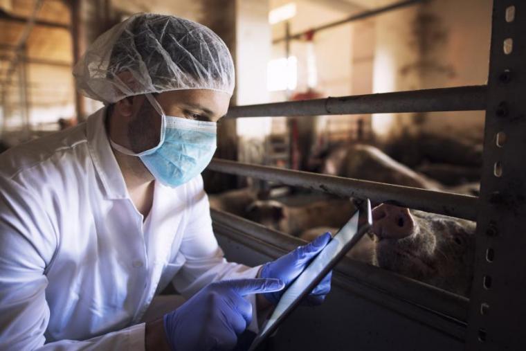 Image of person in barn in protective equipment using iPad with pigs in background