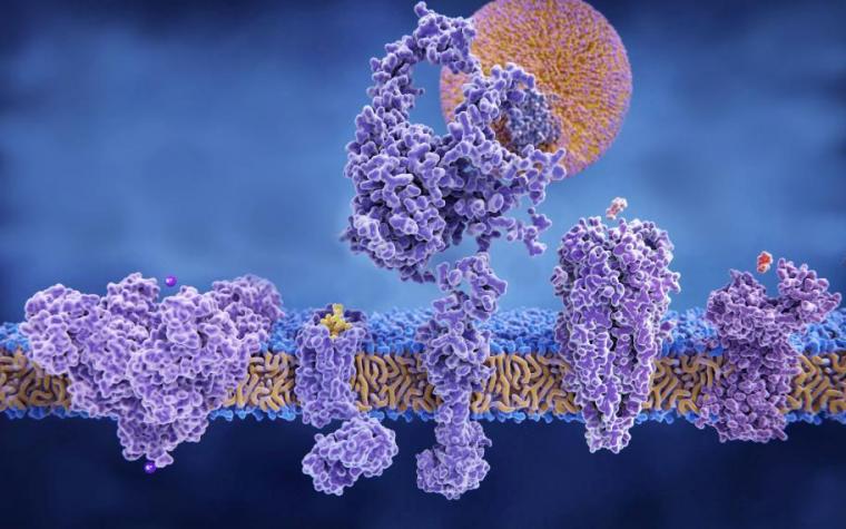 Image of a cell membrane with embedded proteins